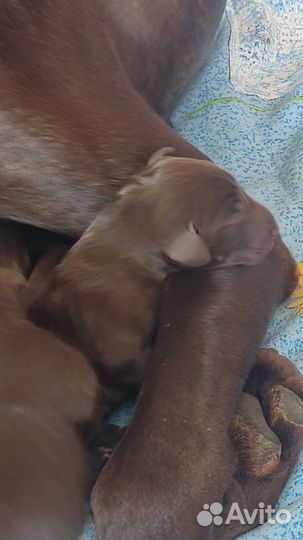 Щенки курцхаара