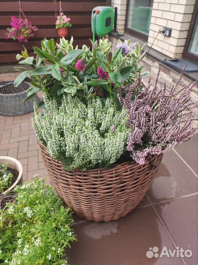 Уход за комнатными растениями