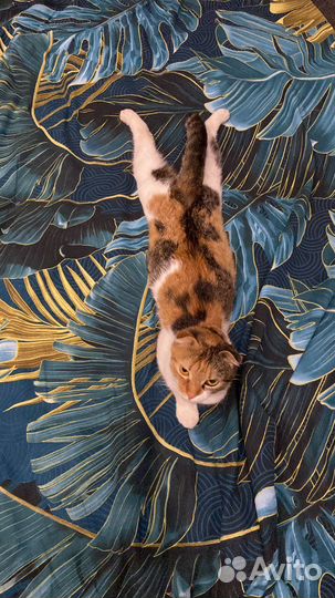 Нашлась кошечка