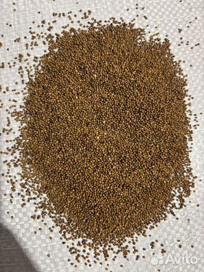 Семена Лядвенца