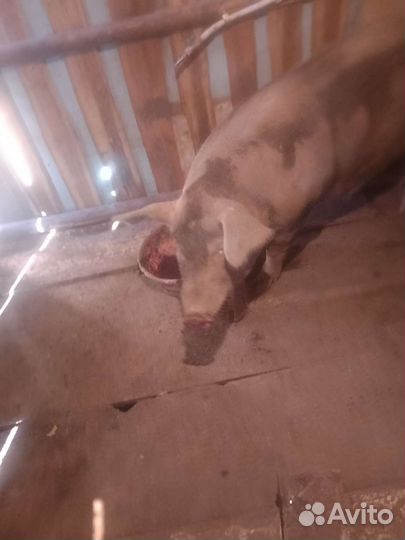 Свиноматка