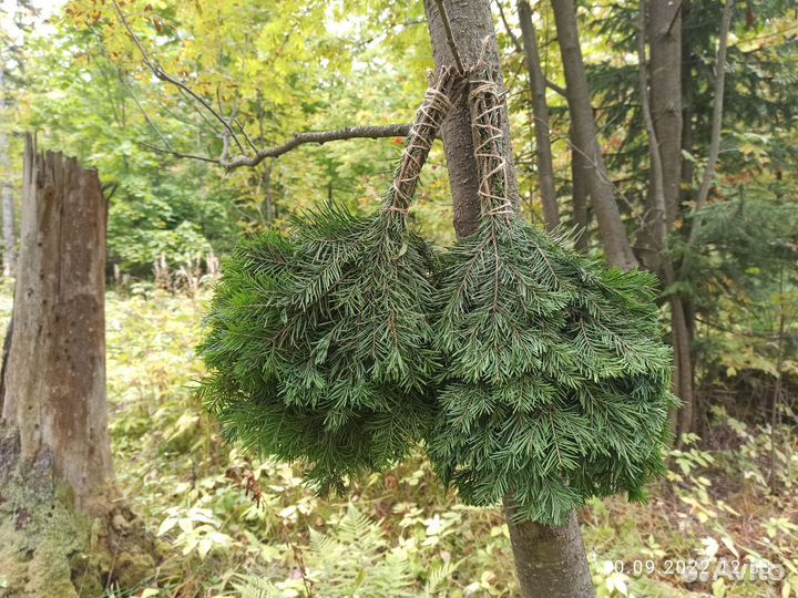 Веники для бани