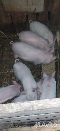 Поросята
