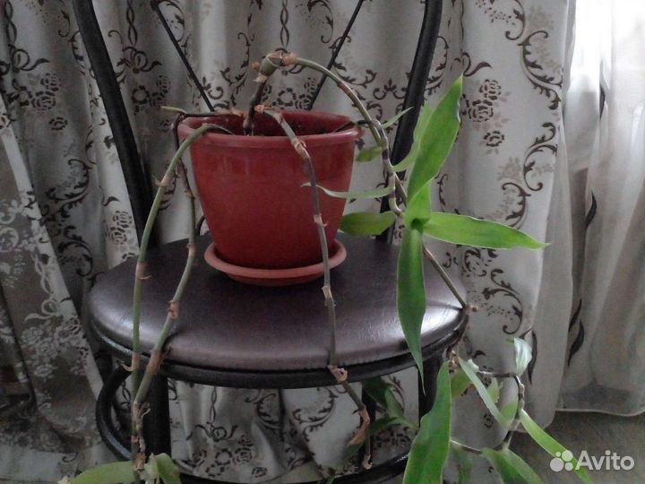 Цветок золотой ус