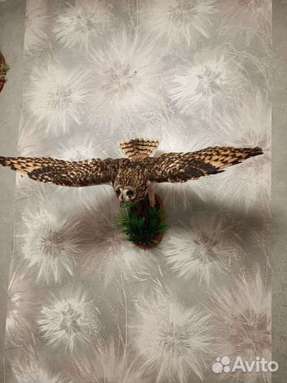 Чучело совы