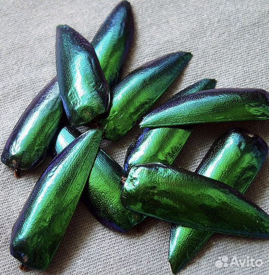 Крылья жука златки