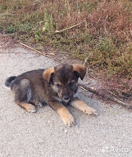 Щенки в добрые руки