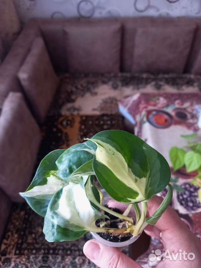 Комнатные растения