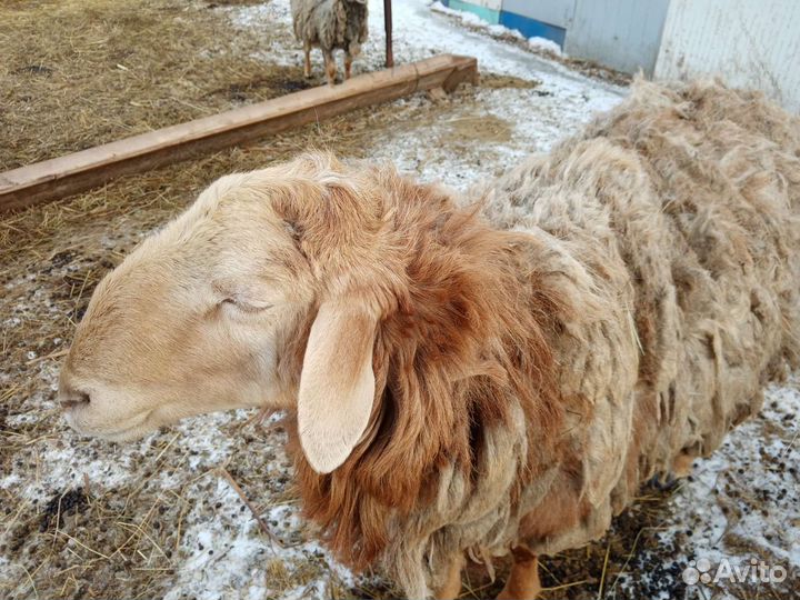 Овцы бараны ягнята продажа