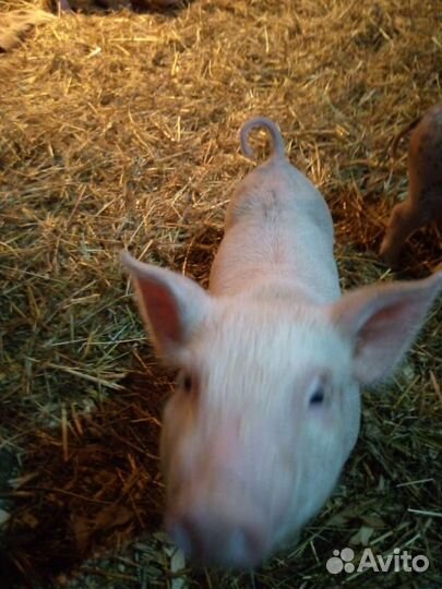 Русская свинья белая