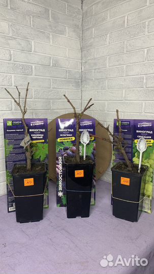 Виноград в ассортименте