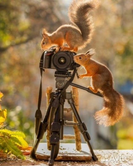 Белки белочки бельчата