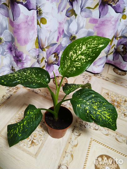 Диффенбахия