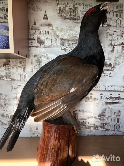 Продам новые чучела птиц