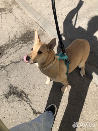 Щенок в добрые руки бесплатно