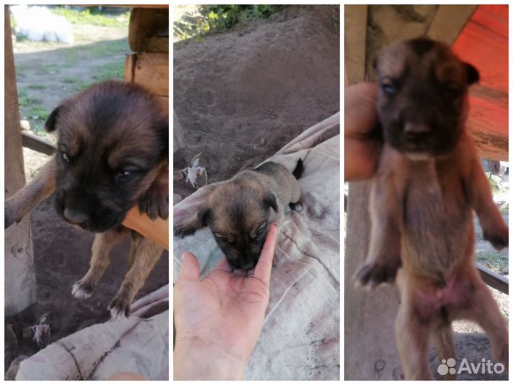 Щенки бесплатно