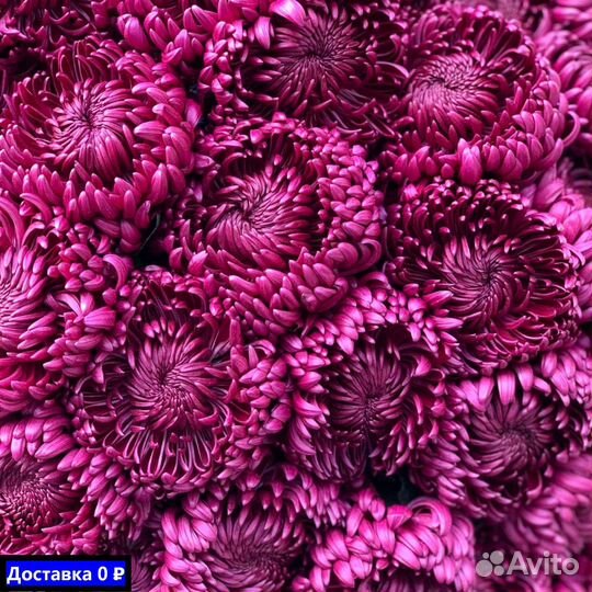 Купить хризантемы