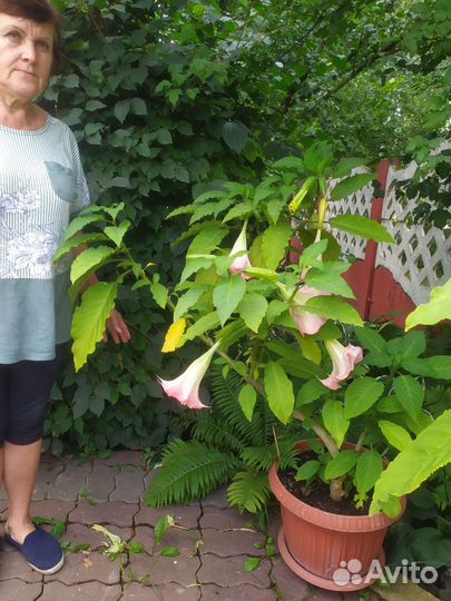 Бругмансия розовая