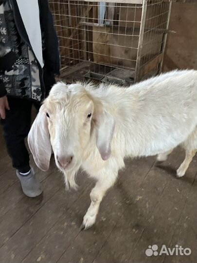 Козлик нубийский