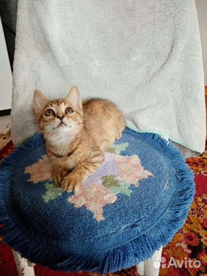 Котёнок Девочка