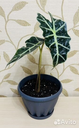 Алоказия Амазоника Полли