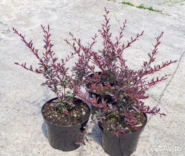Барбарис тумберга Ред Чиф оптом