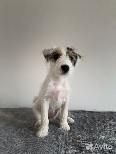 Щенки парсон рассел терьера