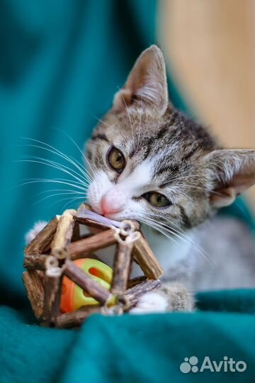 Девочка котенок в добрые руки