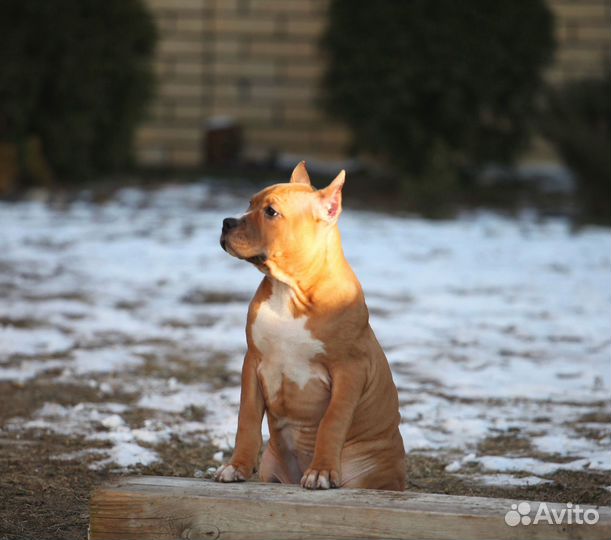 Девочка амстафф 2,5 мес