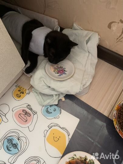 Кошка в дар