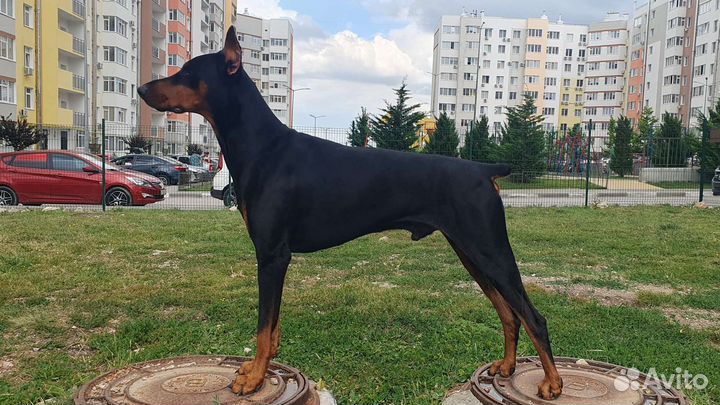 Доберман вязка