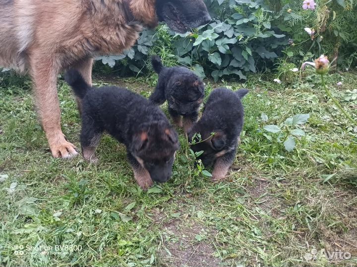 Щенки немецкой овчарки