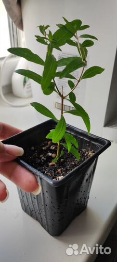 Гранат карликовый