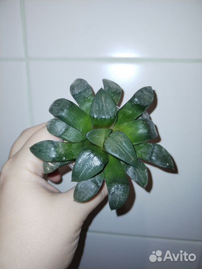 Суккуленты, хавортия, алоэ