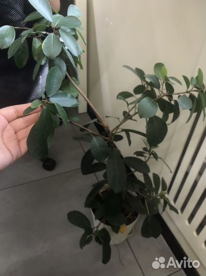 Фикус Мокламе