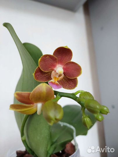 Орхидея фаленопсис мультифлора Арома
