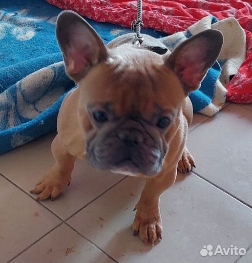 Мини французики