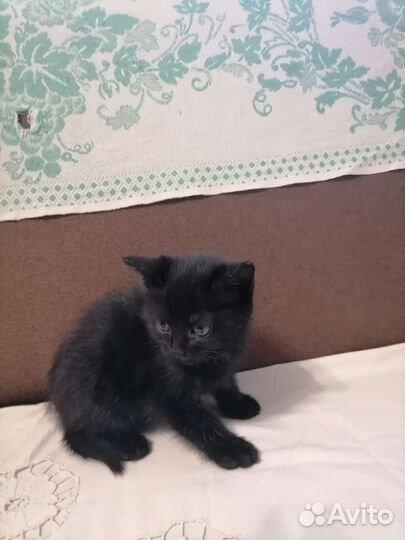 Кошка в дар