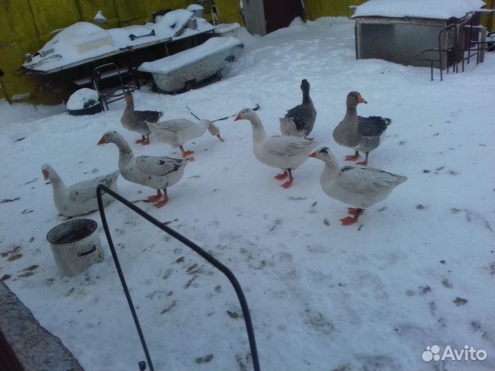 Гуси на племя