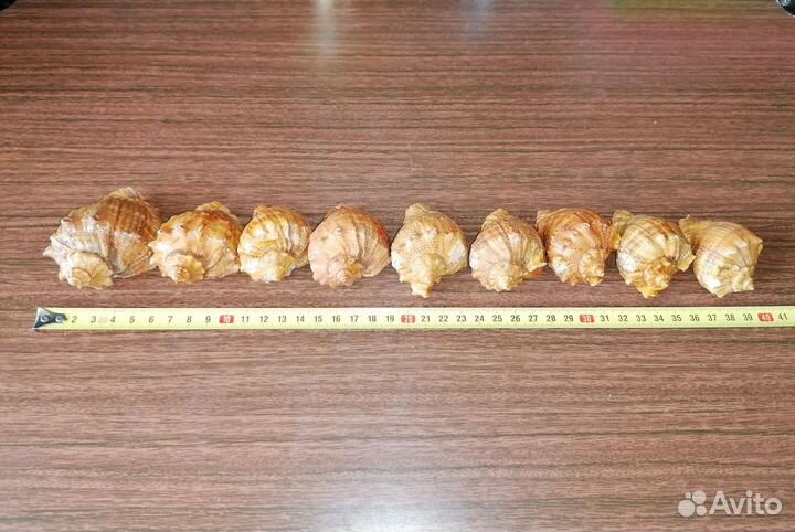 Ракушки рапана времён СССР