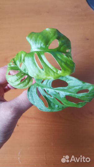 Монстера Манки Комнатное растение