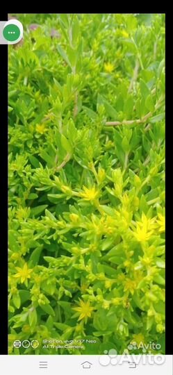 Очитки два вида