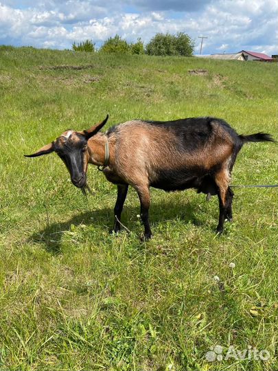 Нубийская коза