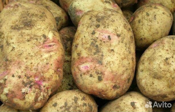 Семенной картофель