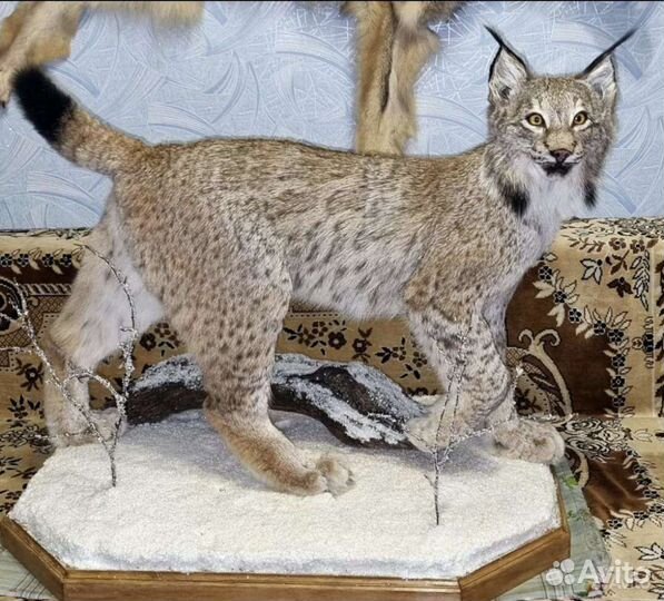 Таксидермия