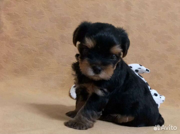 Йоркширский терьер