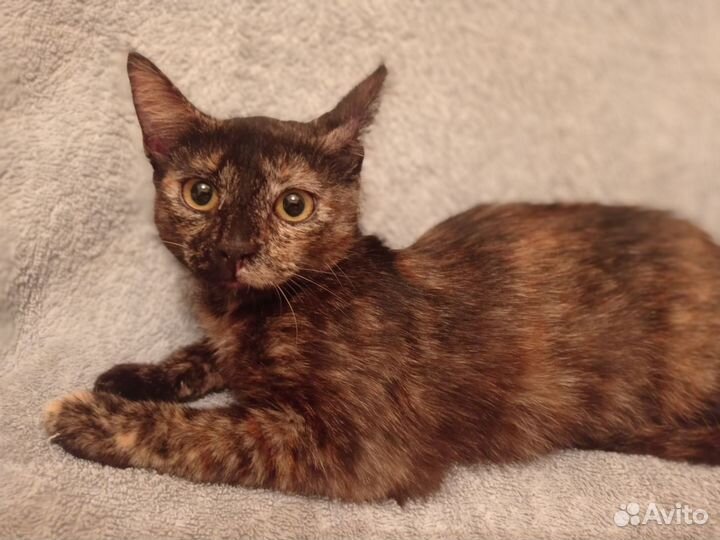 Кошка в дар