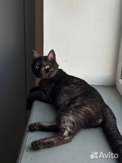 Шикарный кот окраса черный дым ищет дом в дар