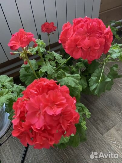 Пеларгония герань