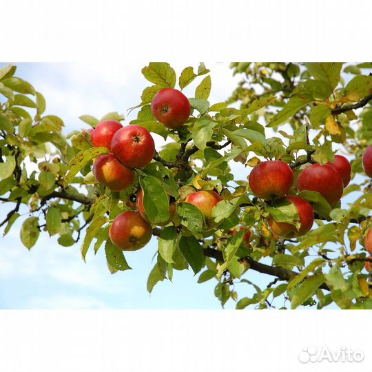 Разнорабочие на сбор яблок, 2500-4500 смена